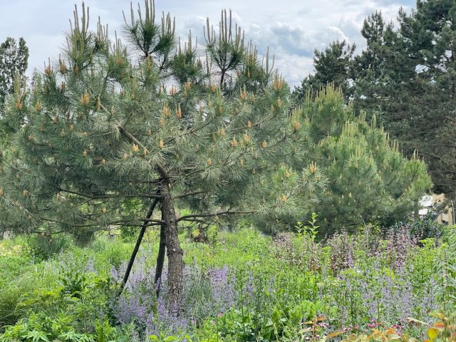 découvrez comment promouvoir un environnement sain grâce à des pratiques durables, des choix de vie éclairés et des solutions écologiques. engagez-vous pour la planète et améliorez votre bien-être tout en préservant la nature.