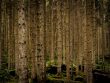 découvrez la beauté sauvage de la nature à travers des paysages époustouflants, une faune fascinante et des expériences authentiques en pleine liberté. plongez dans l'aventure et laissez-vous inspirer par la majesté du monde naturel.