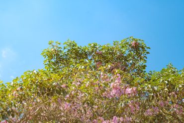 Comment la flore influence-t-elle la faune dans nos écosystèmes ?